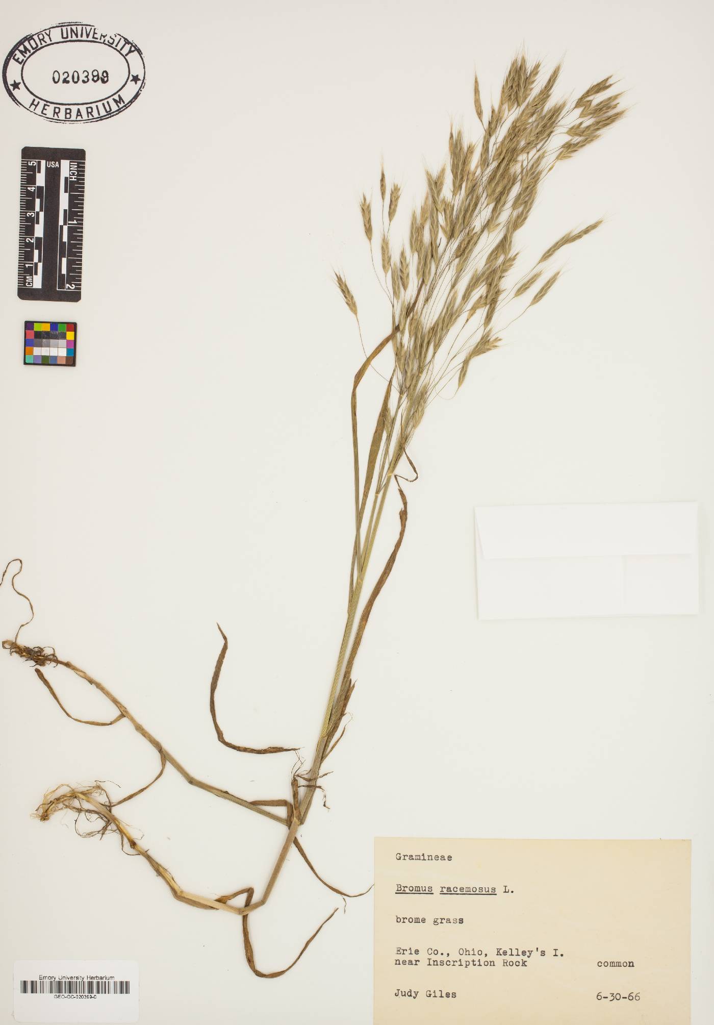 Bromus racemosus image