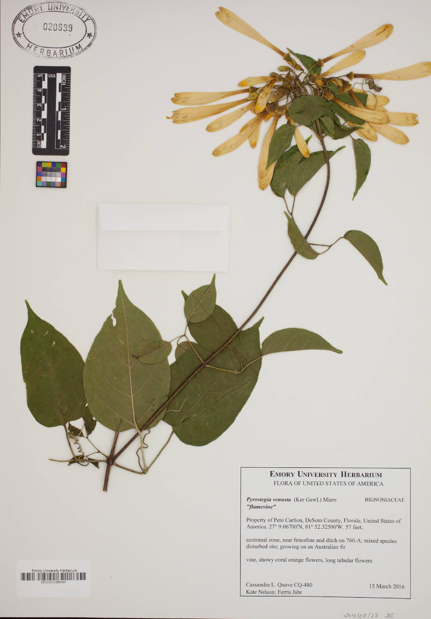 Pyrostegia venusta image