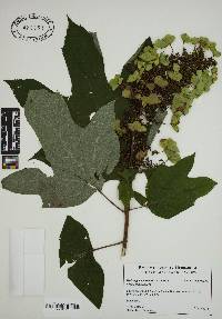 Hydrangea quercifolia image