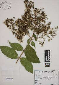 Lagerstroemia indica image