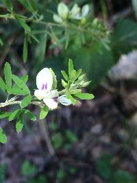 Lespedeza cuneata image