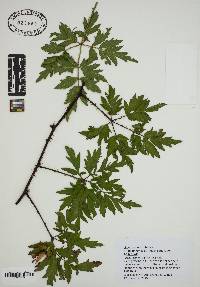 Rubus laciniatus image