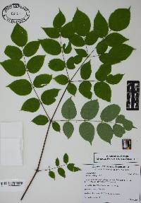 Aralia spinosa image