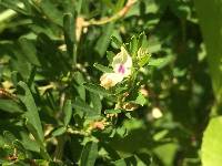 Lespedeza cuneata image