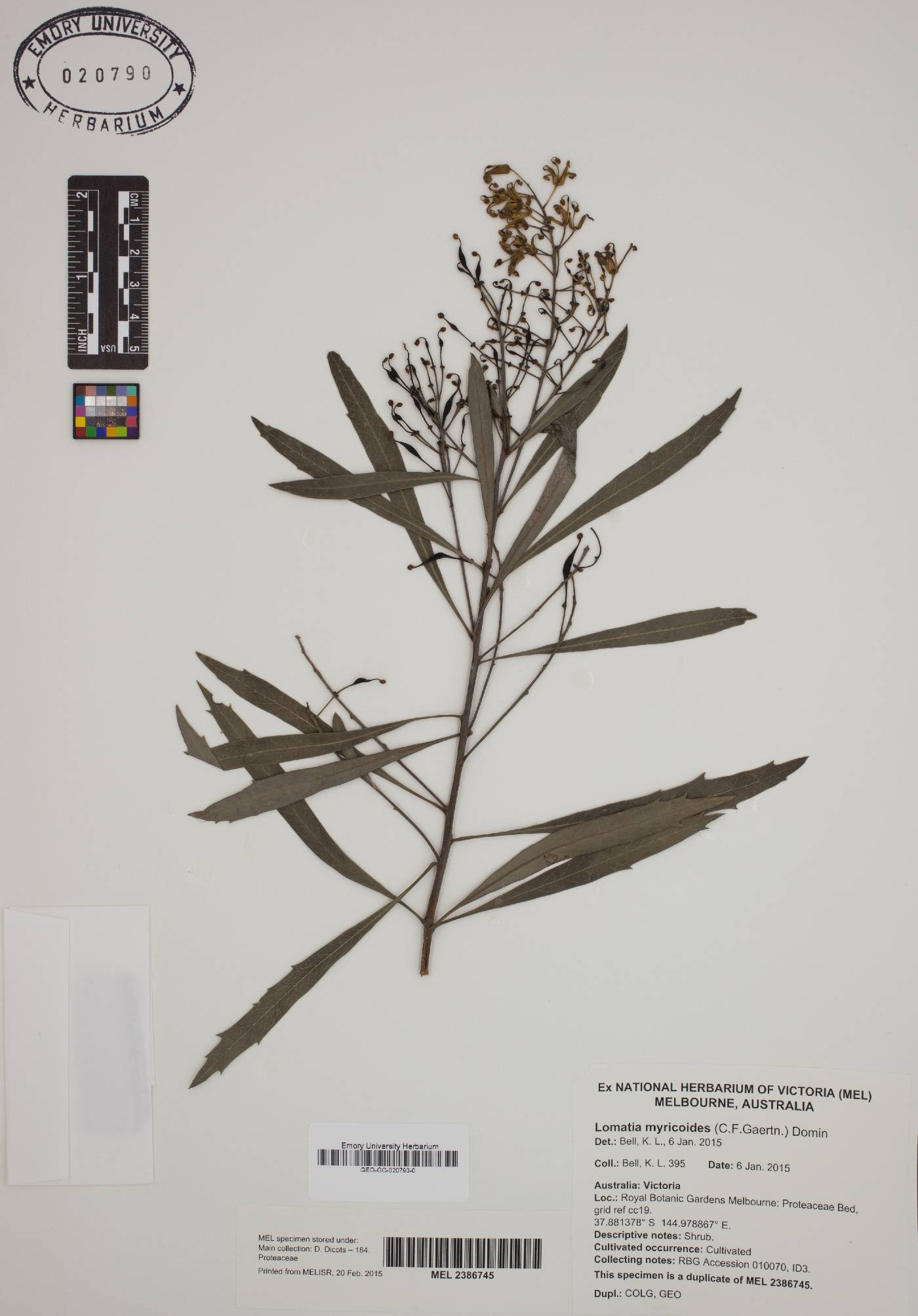 Lomatia myricoides image