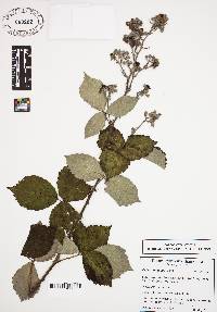 Rubus ulmifolius image