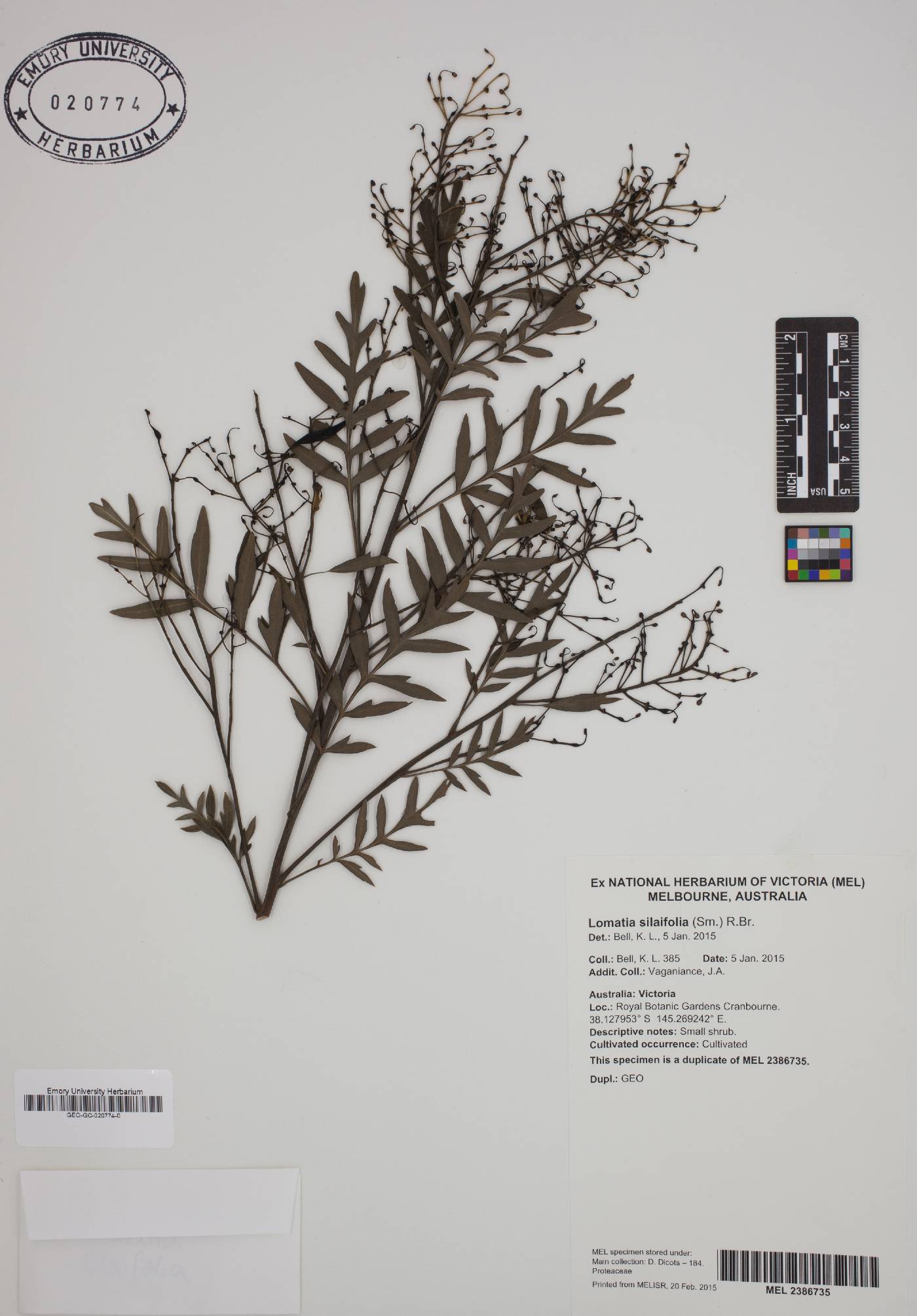 Lomatia silaifolia image