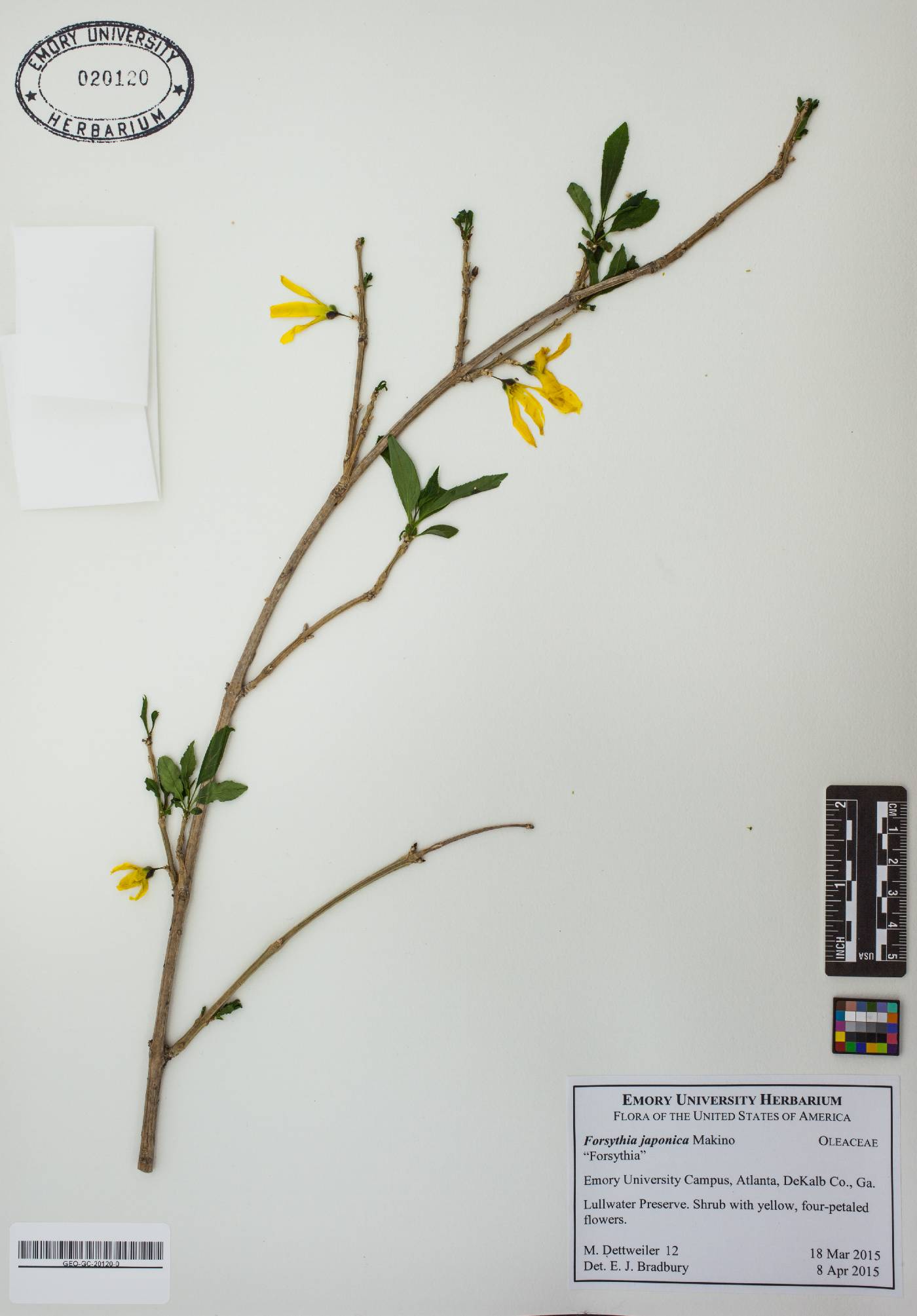 Forsythia japonica image