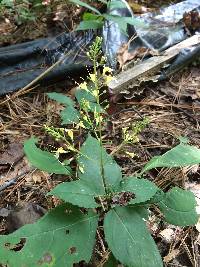 Collinsonia canadensis image