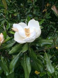 Magnolia grandiflora image