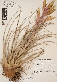 Tillandsia fasciculata image