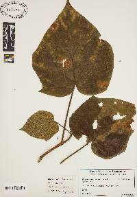 Paulownia tomentosa image