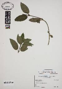 Ocimum basilicum image