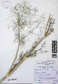 Foeniculum vulgare image