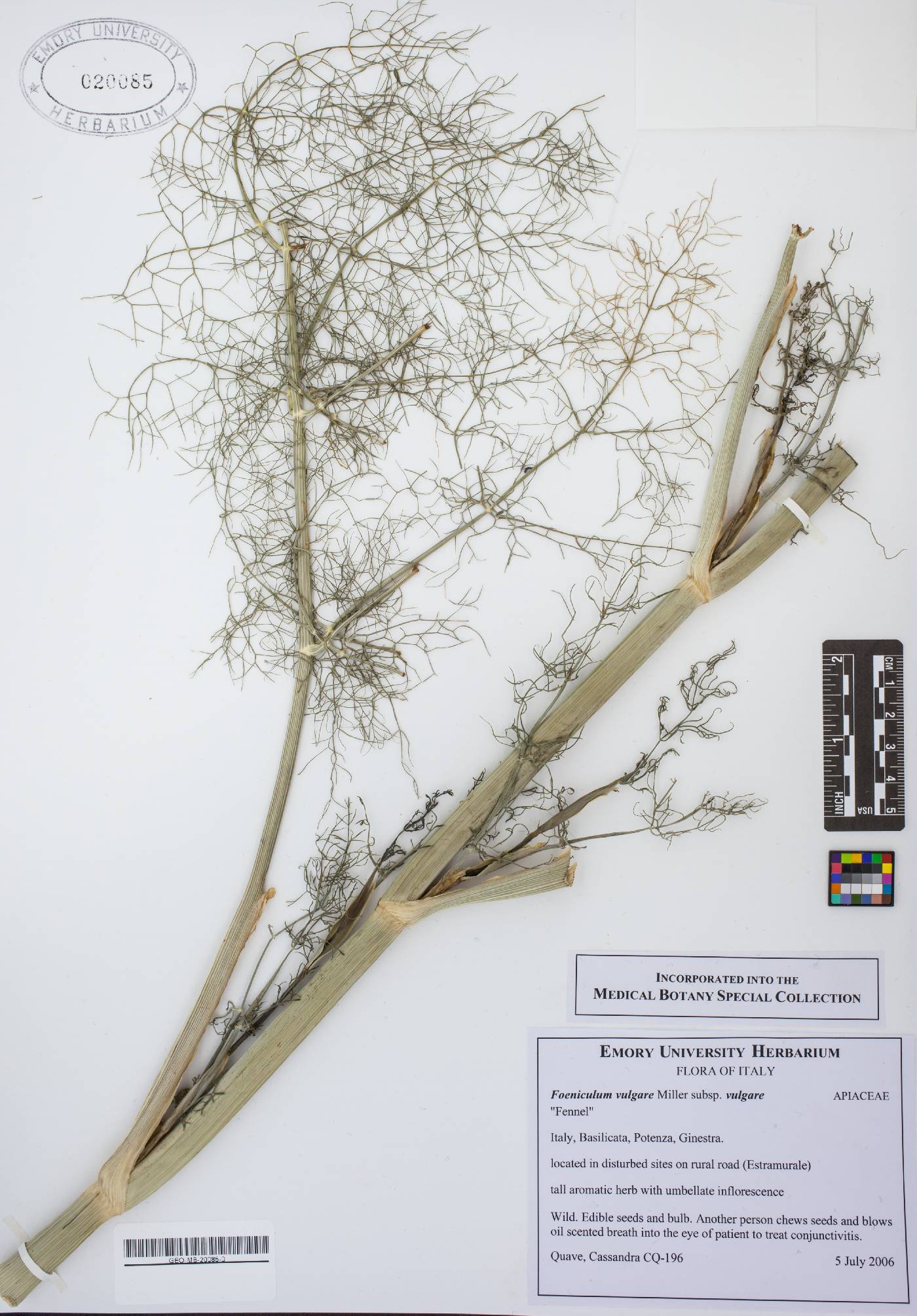 Foeniculum vulgare subsp. vulgare image