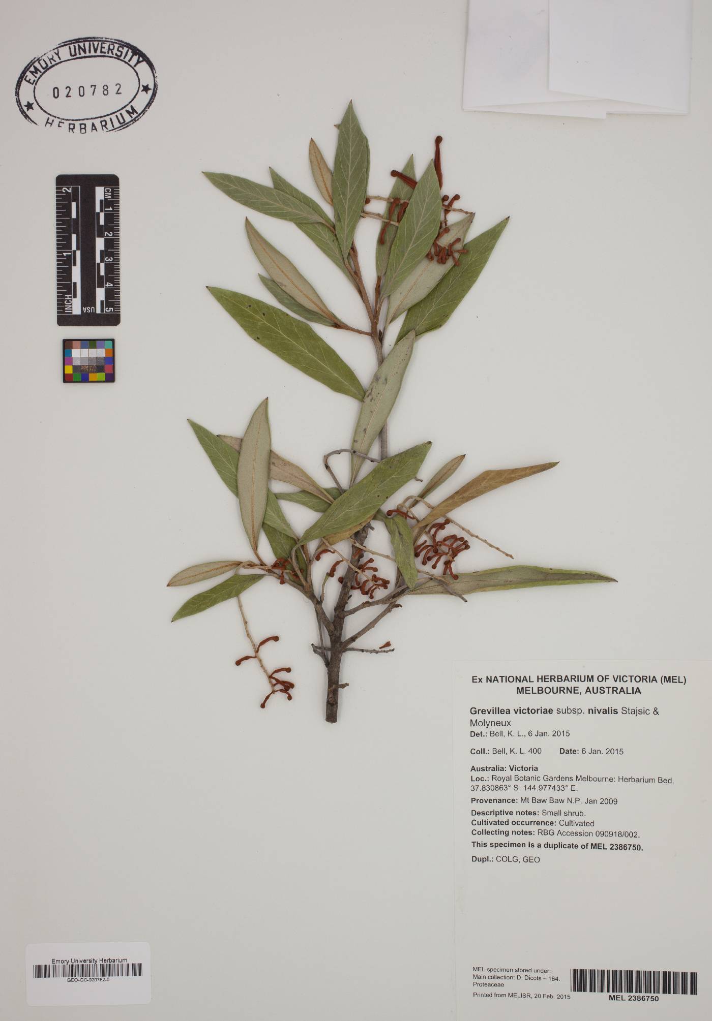 Grevillea victoriae subsp. nivalis image