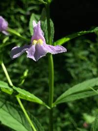 Mimulus alatus image