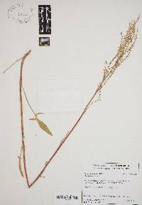 Rumex hastatulus image