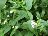 Houstonia purpurea image