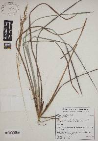 Andropogon capillipes image