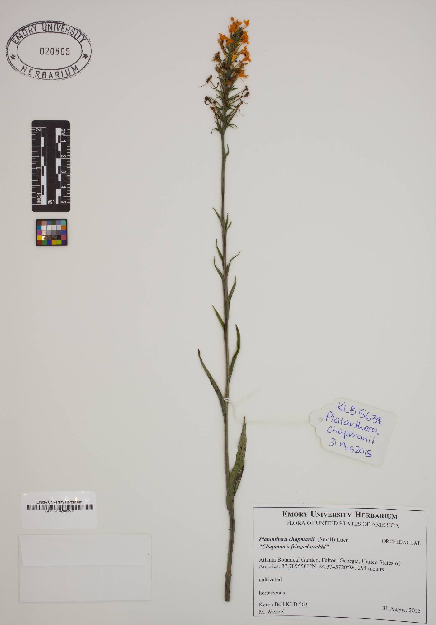 Platanthera chapmanii image