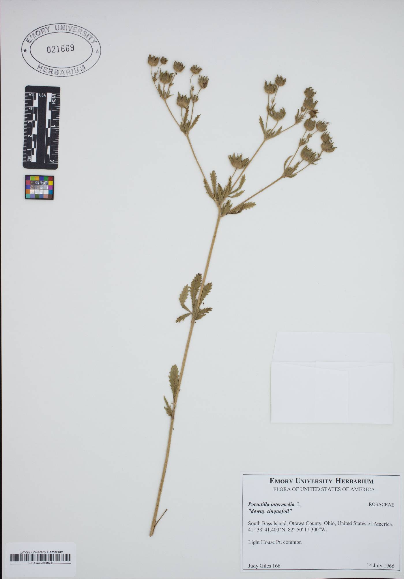 Potentilla intermedia image