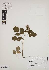 Rubus occidentalis image