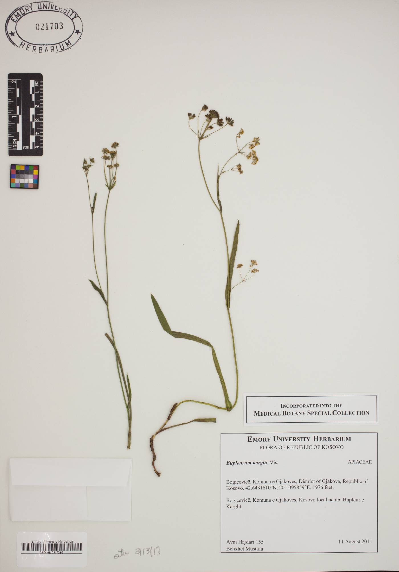 Bupleurum karglii image