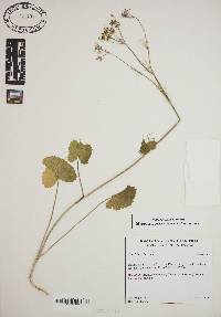 Image of Pimpinella serbica