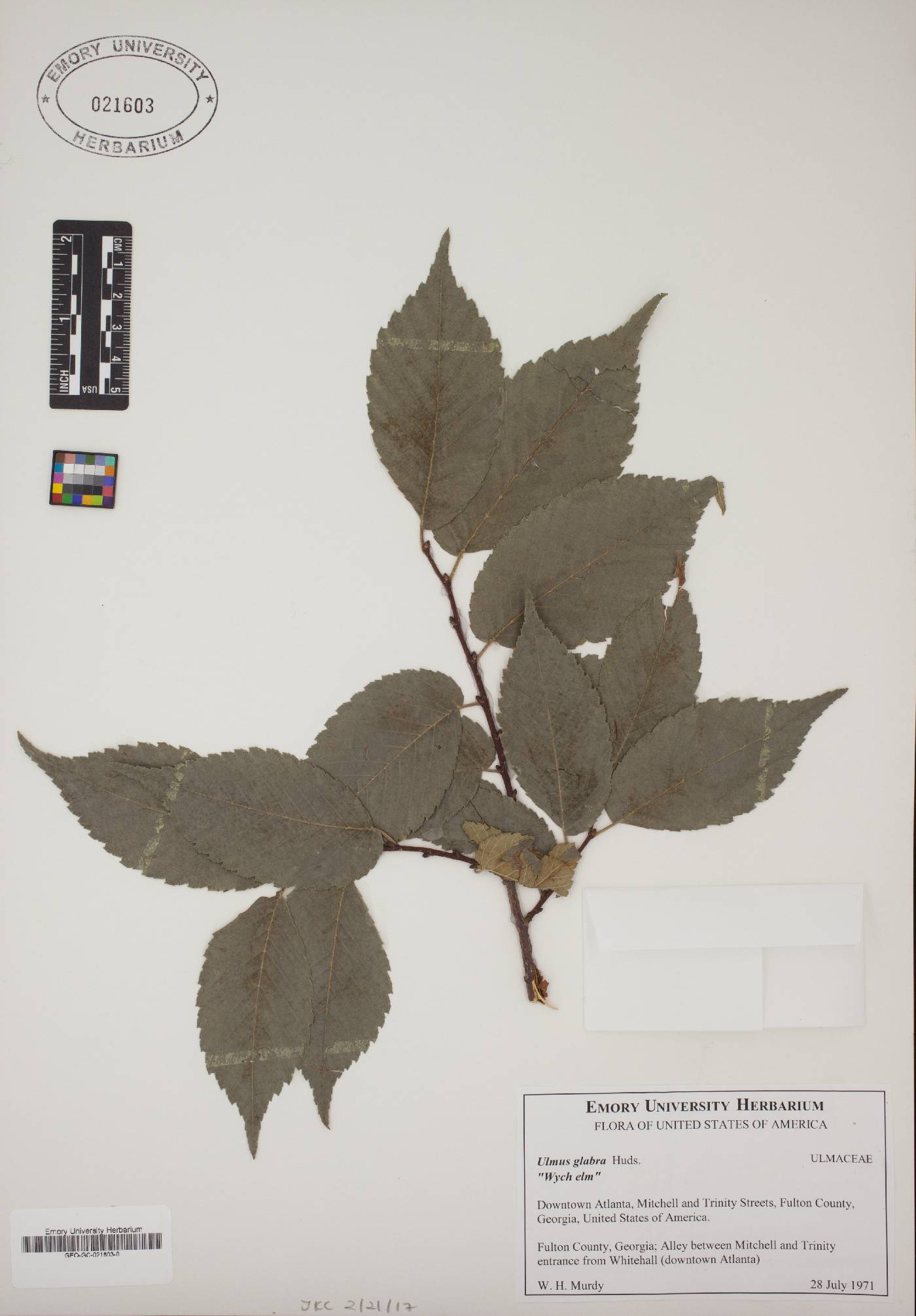 Ulmus glabra image