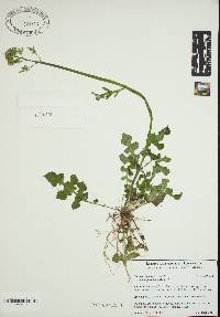 Youngia japonica image