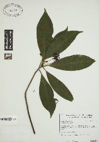 Calycanthus floridus image