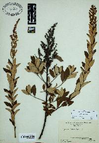 Spiraea tomentosa image