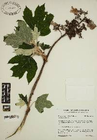 Hydrangea quercifolia image