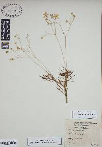 Phemeranthus mengesii image