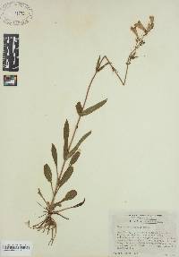 Penstemon australis image