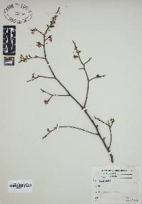 Ulmus alata image