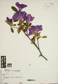 Rhododendron indicum image