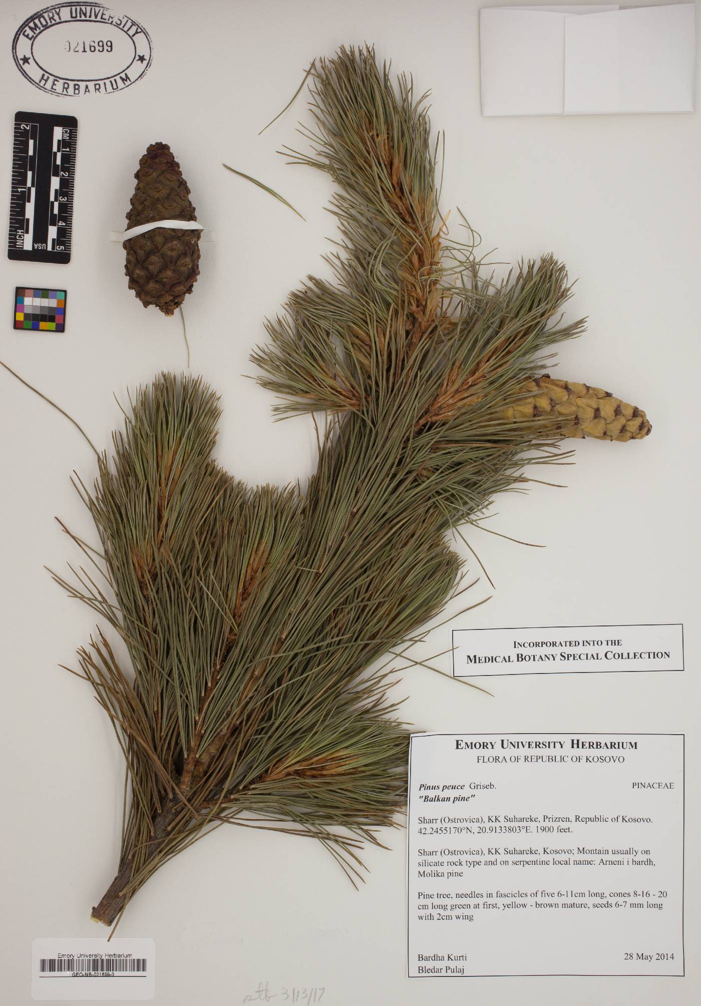 Pinus peuce image