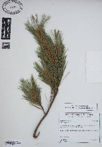 Pinus peuce image