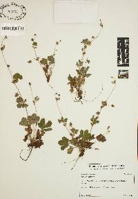 Potentilla canadensis image