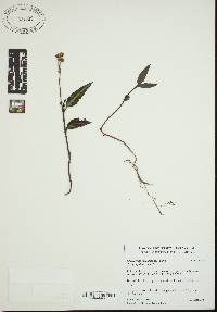 Chimaphila maculata image