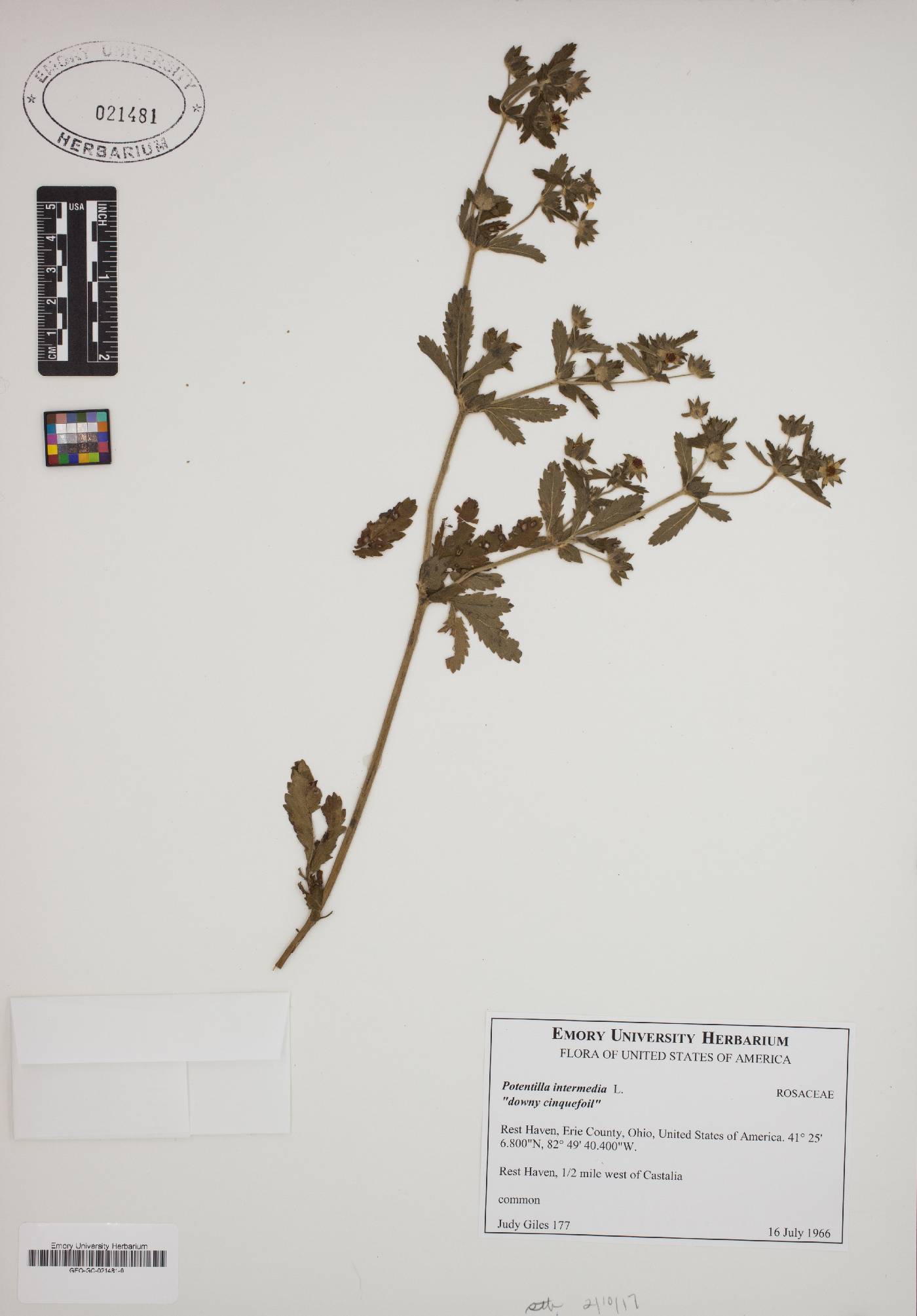 Potentilla intermedia image