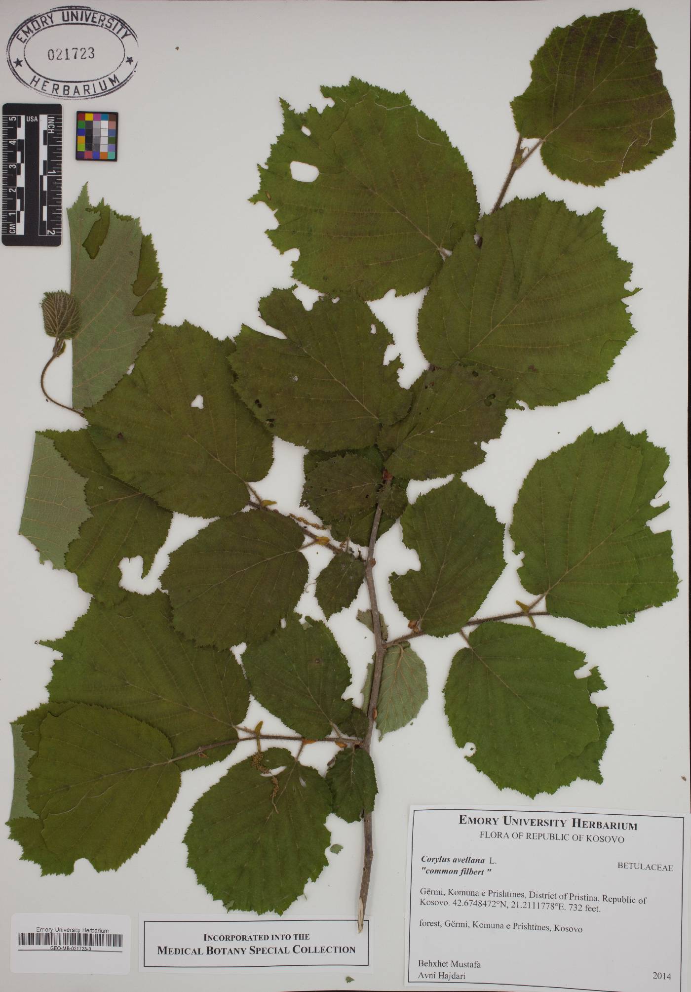 Corylus avellana image