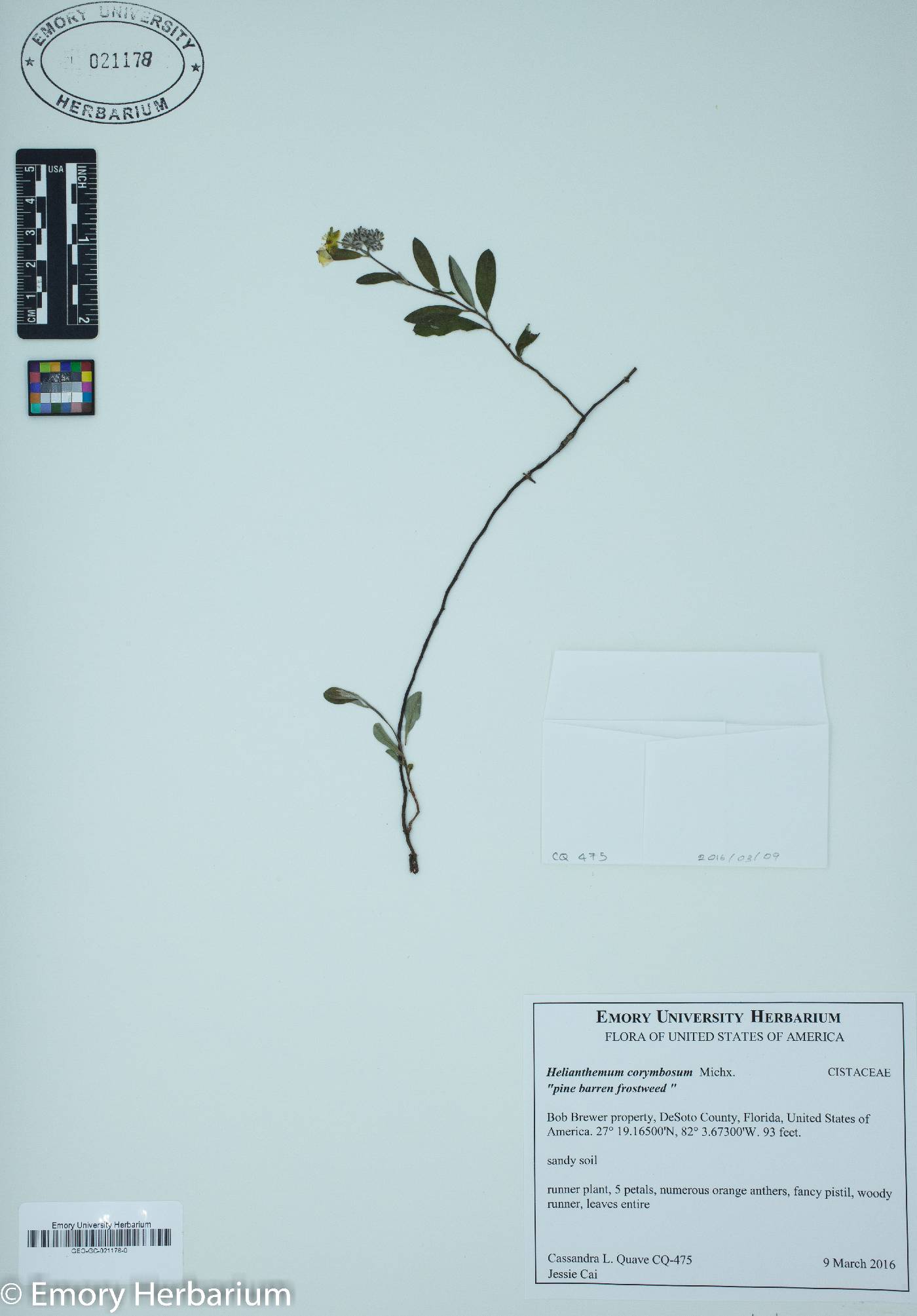 Helianthemum corymbosum image