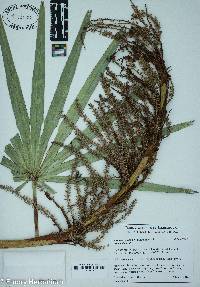 Serenoa repens image