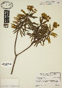 Euphorbia dendroides image