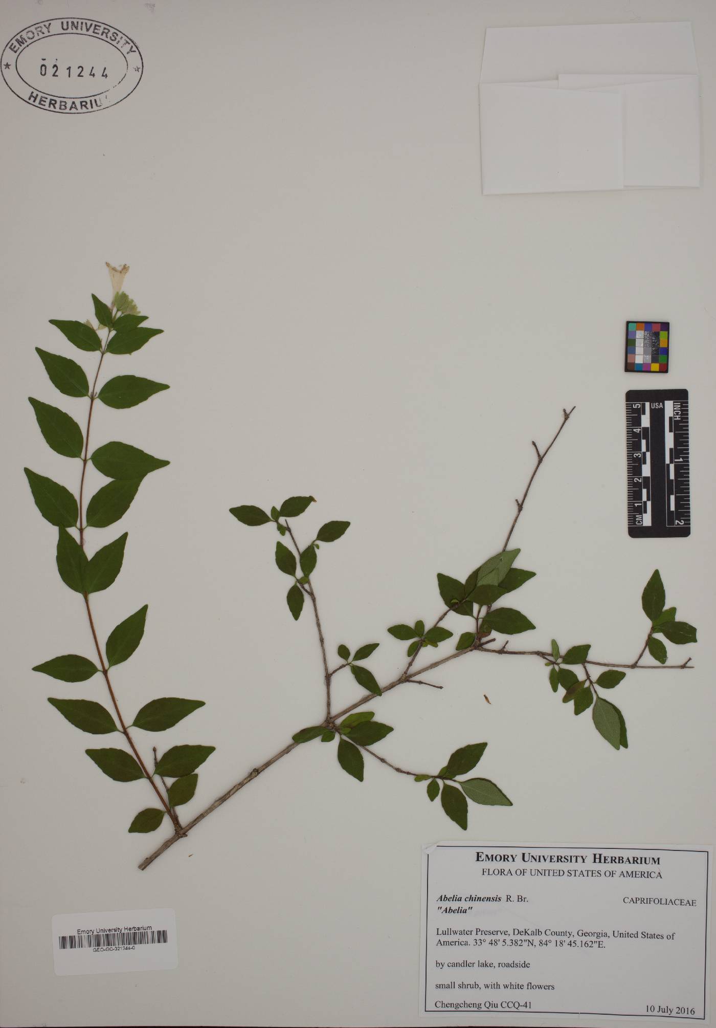 Abelia chinensis image