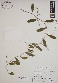 Smilax auriculata image