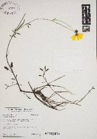 Bidens mitis image